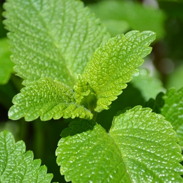 The Amazing Reasons Lemon Balm Extract Could Change Your Life