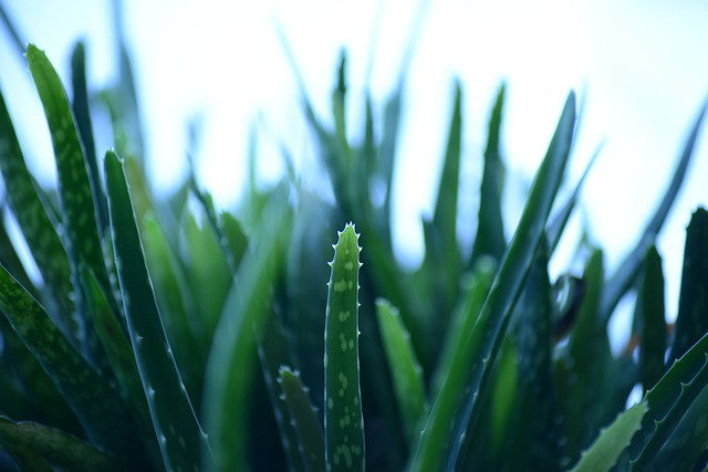 Consider Growing These Gooey Green Leaves for Better Health