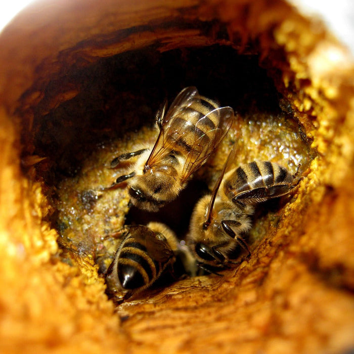 How Bee Propolis Can Help Transform Your Health