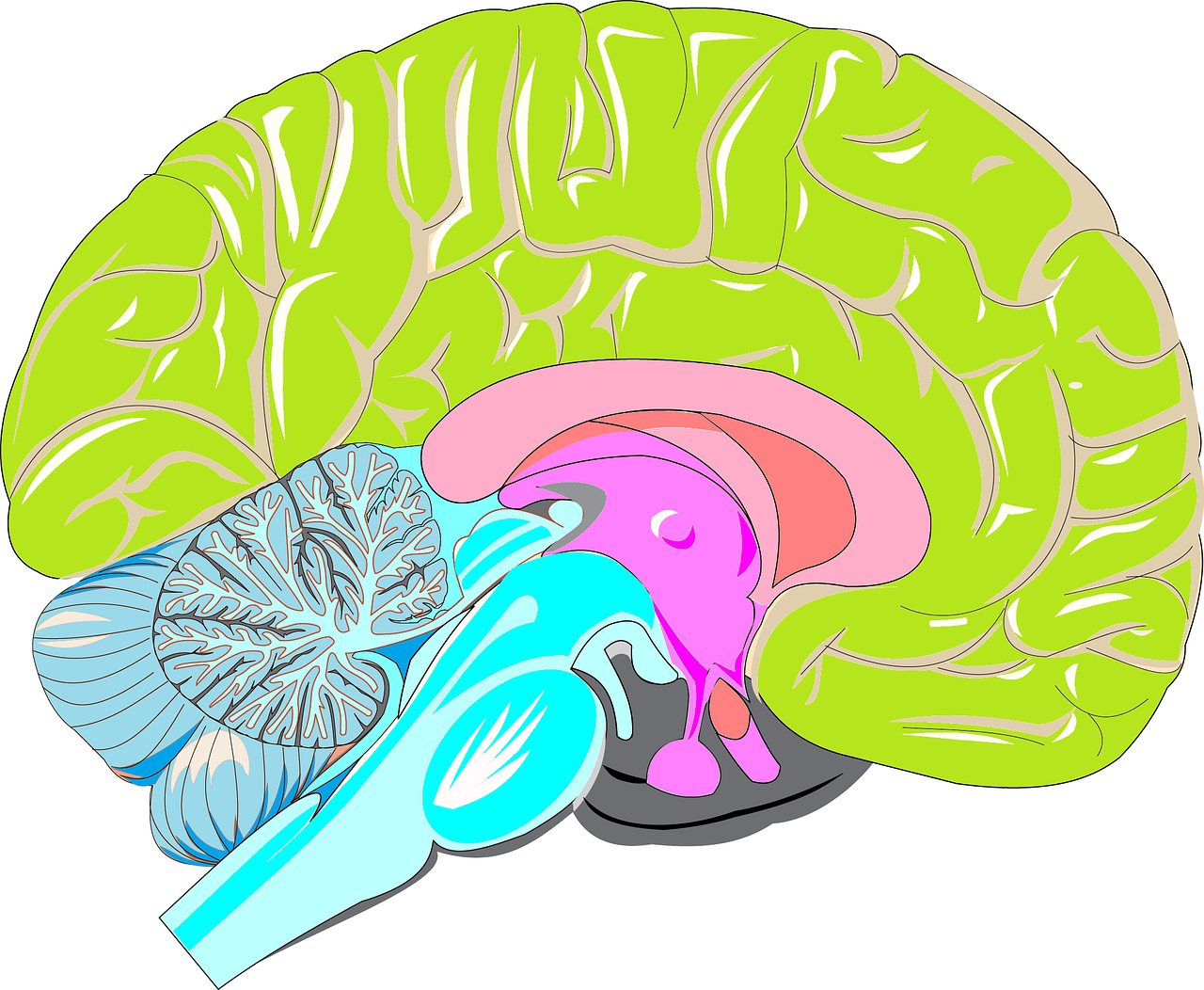 Why Training Your Limbic System Could Unlock New Levels of Health