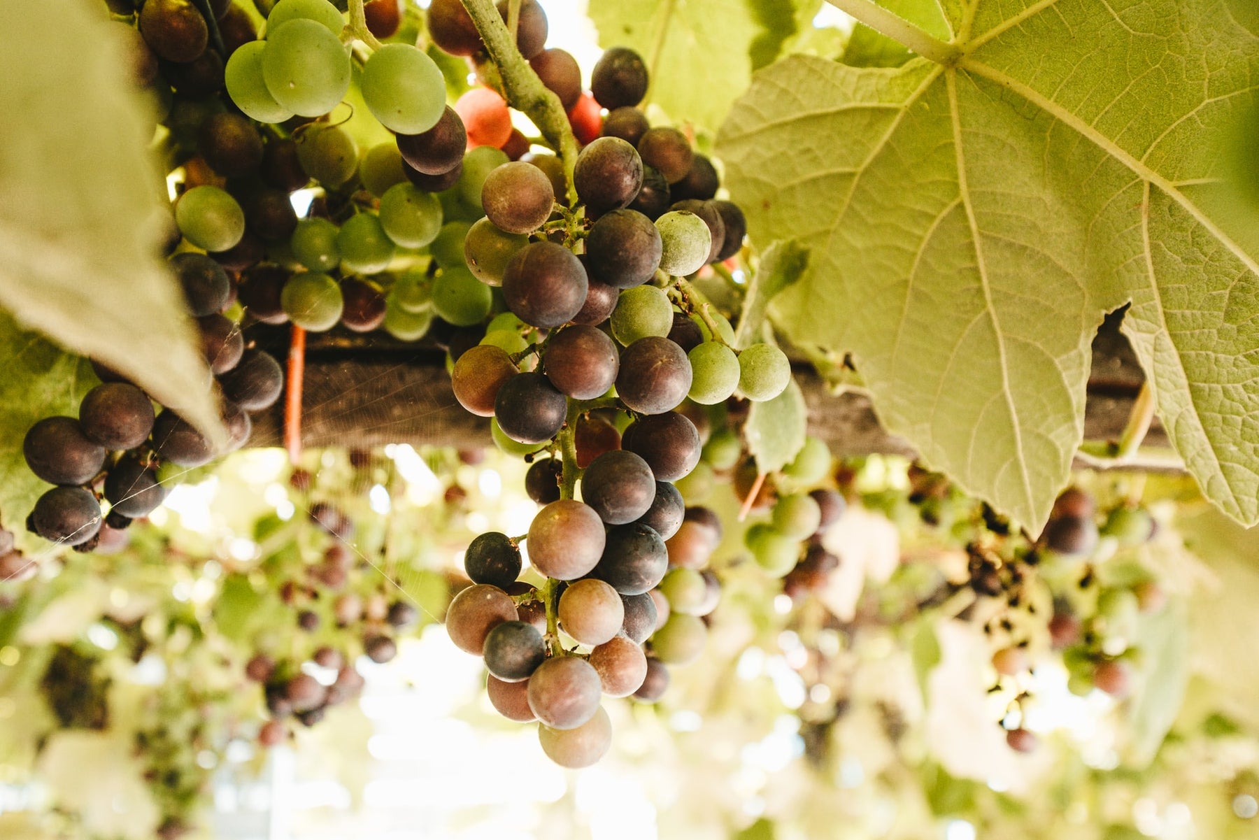 5 Benefits Of Resveratrol