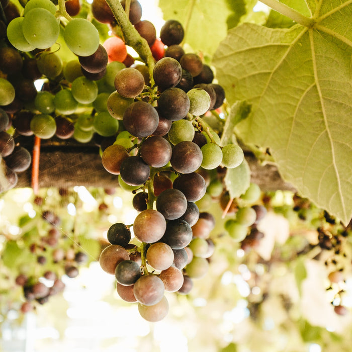 5 Benefits Of Resveratrol