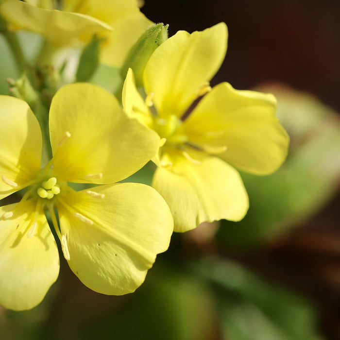 How Evening Primrose Oil May Benefit Your Health