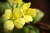 How Evening Primrose Oil May Benefit Your Health