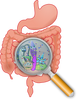 How Gut Bacteria Could Induce Anxiety?