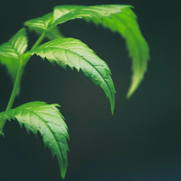 Is This Herb the New Turmeric?