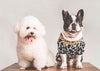 7 Ways Pets Benefit Human Health