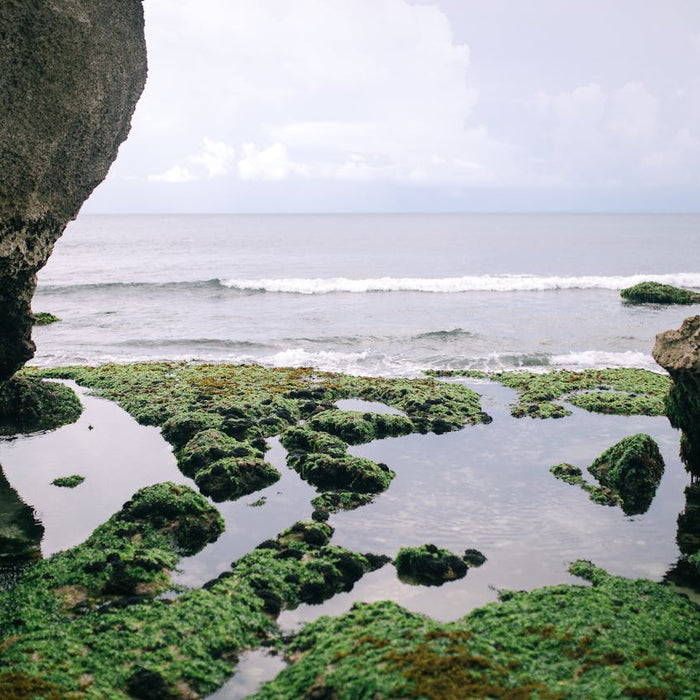 How This Sea Algae Can Help Boost Health