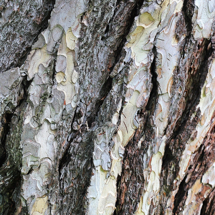 How Pine Bark Extract Could Help With Inflammation