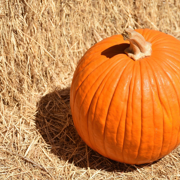 Bet You Didn’t Know Pumpkin Could Do This