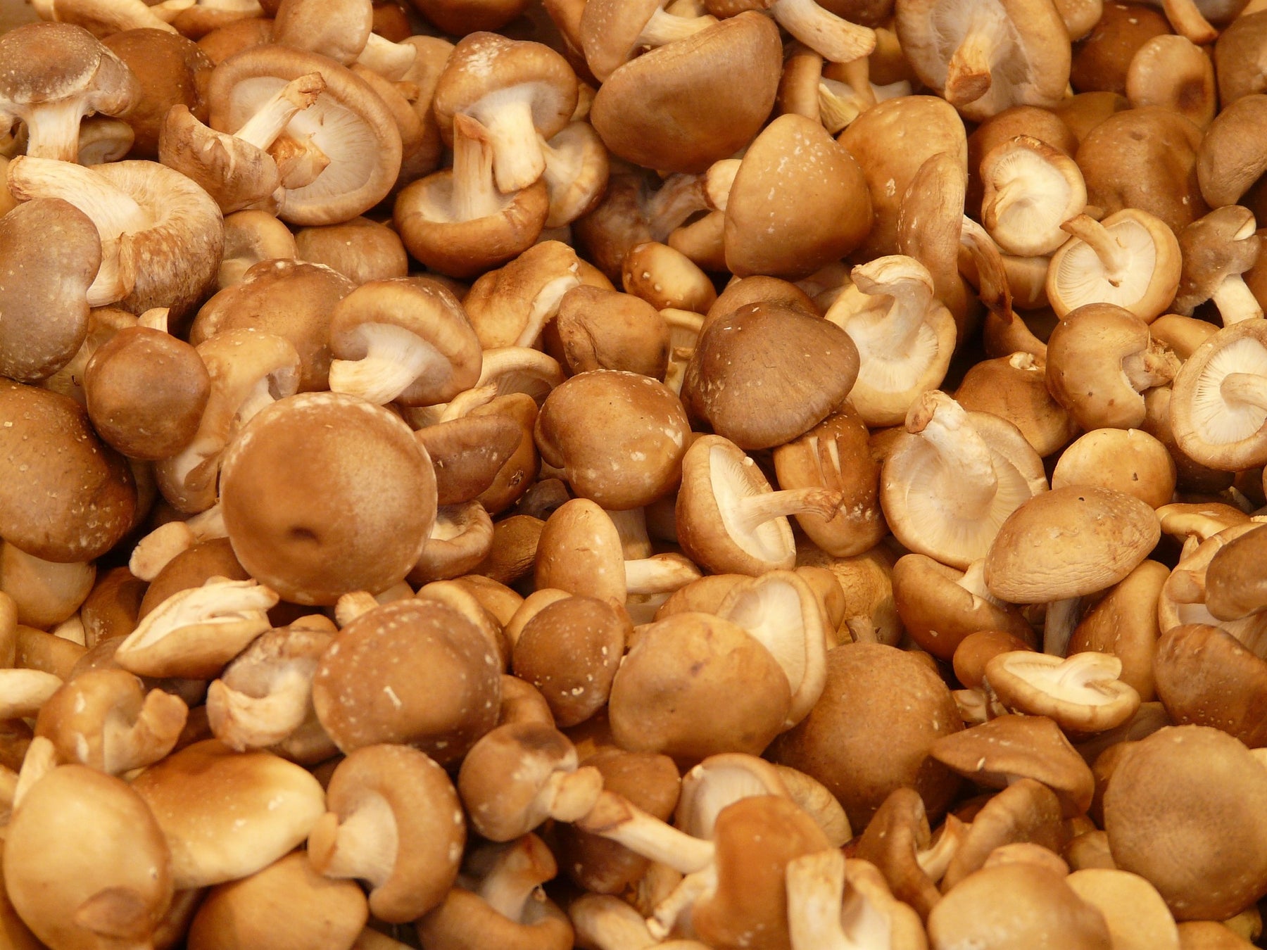 A Mushroom That Tastes Like Bacon?