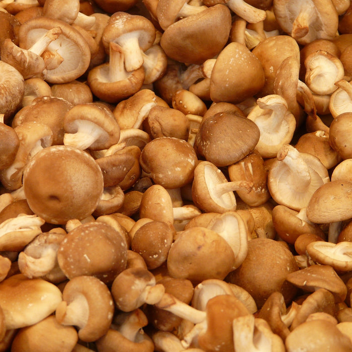 A Mushroom That Tastes Like Bacon?