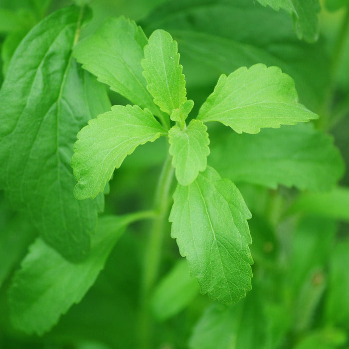 Stevia: Natural Sweetener or Too Good To Be True?