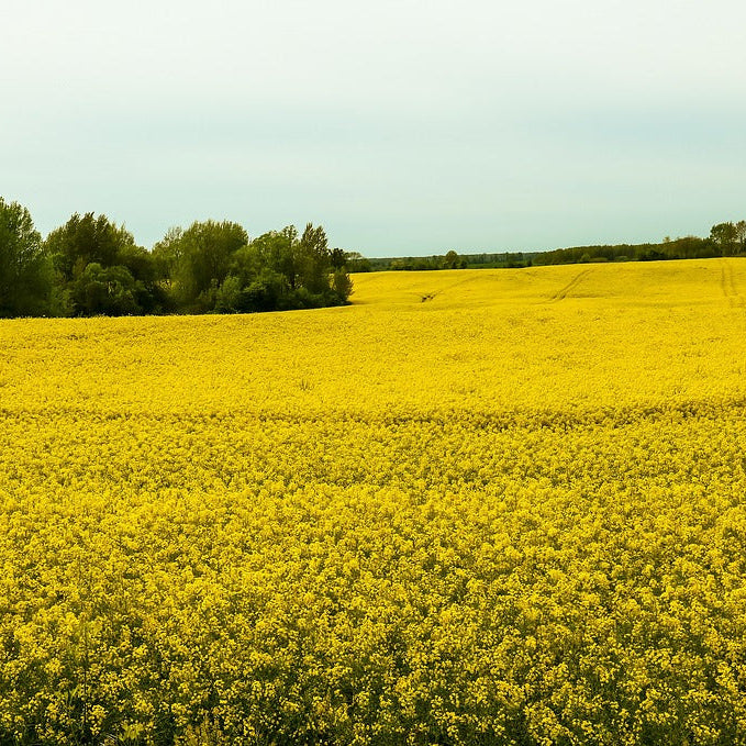 Found In “Heart-Healthy” Foods, This Oil Has A Dangerous And Deadly History