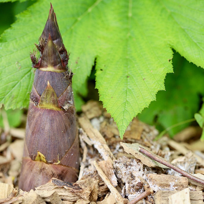 How Bamboo Could Transform Health