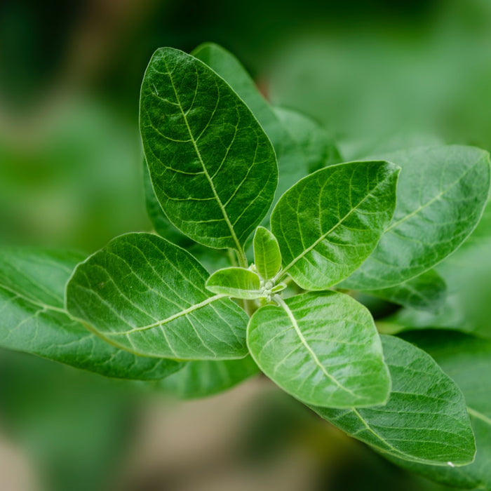 How Ashwagandha Benefits Men and Women