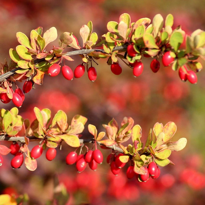 4 More Reasons to Take Berberine