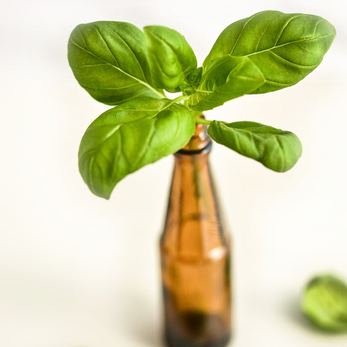 How These Plant Extracts Give You Superior Antioxidant Support