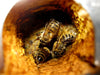 How Bee Propolis Can Help Transform Your Health
