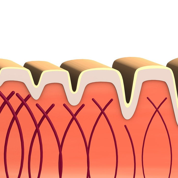 All about Collagen