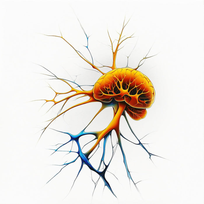 Vagus Nerve Stimulation: What It Is, Why It Matters, and What Actually Helps
