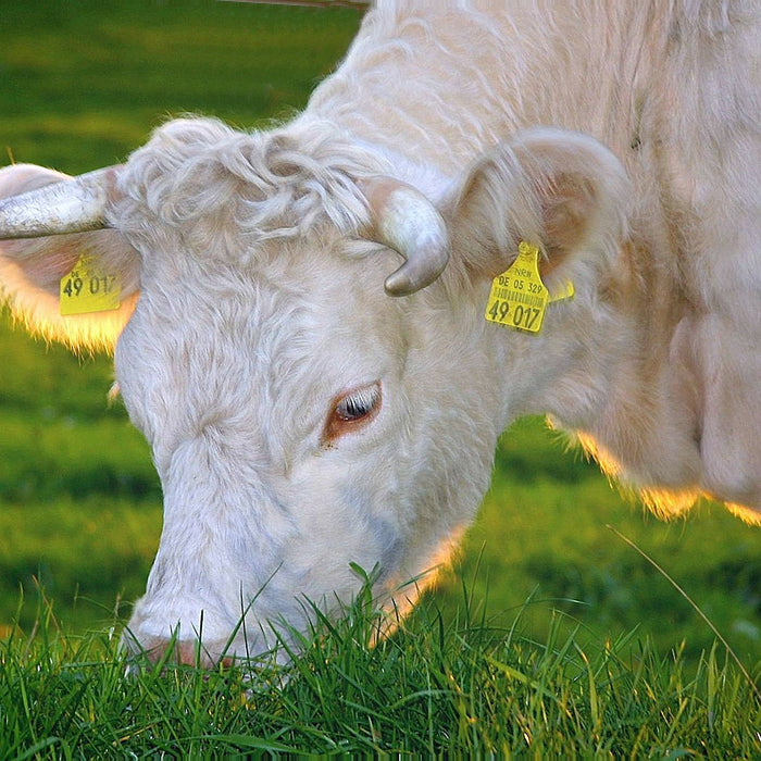Is Grass-Fed Beef Really Worth the Price?