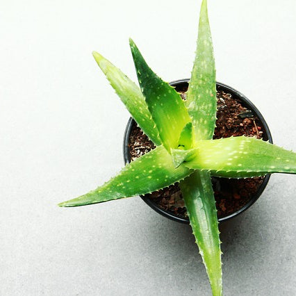 3 Health Benefits Of Aloe Vera (Not Just For Sunburn)