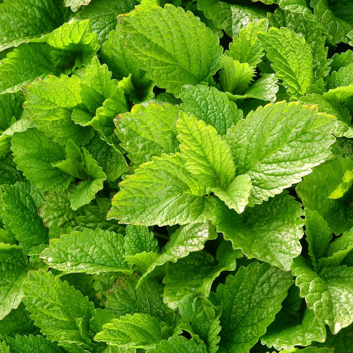 Why Don’t More Doctors Recommend Lemon Balm