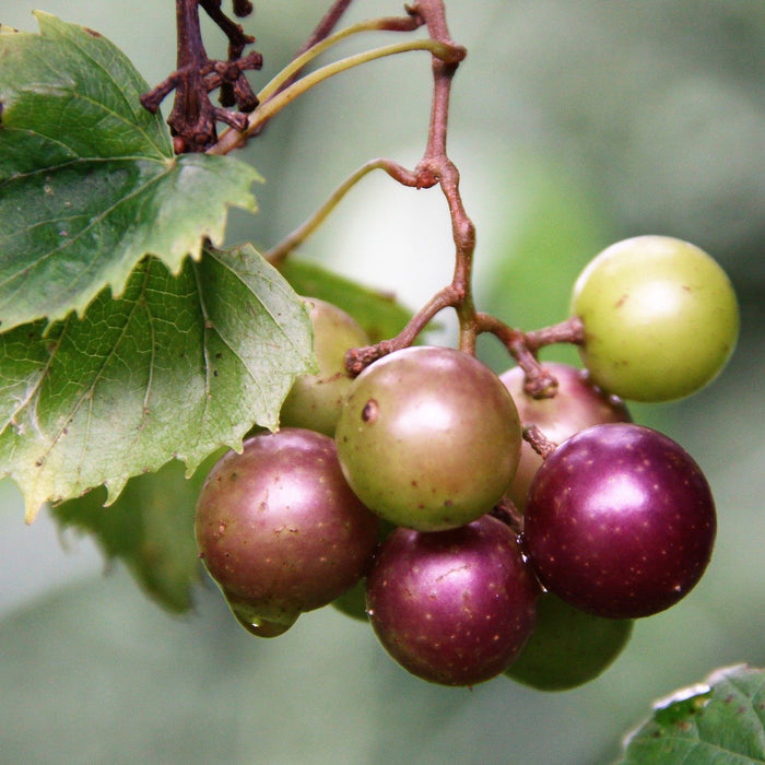 Big Grapes For Big Benefits