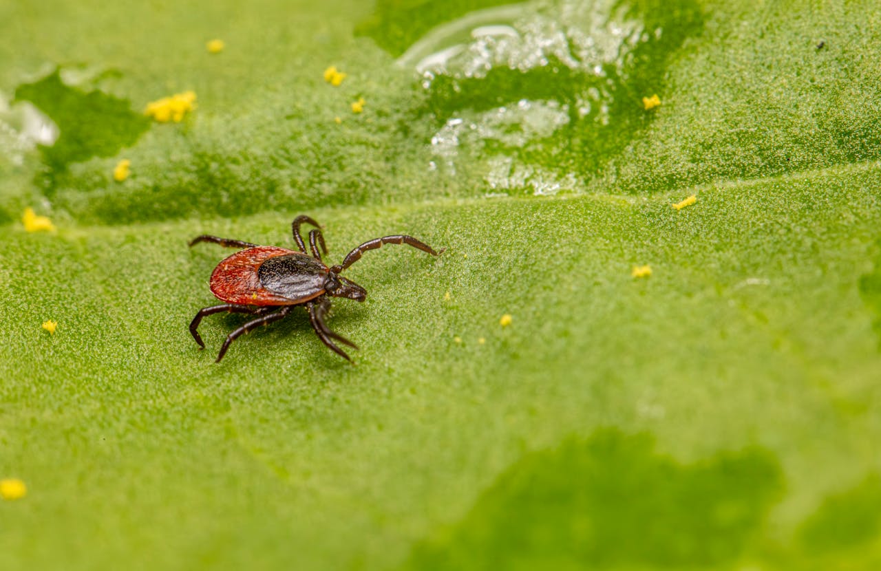 TICKS - Gross and Growing