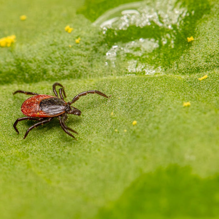 TICKS - Gross and Growing