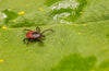 TICKS - Gross and Growing