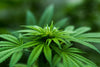 Marijuana In Our Store?