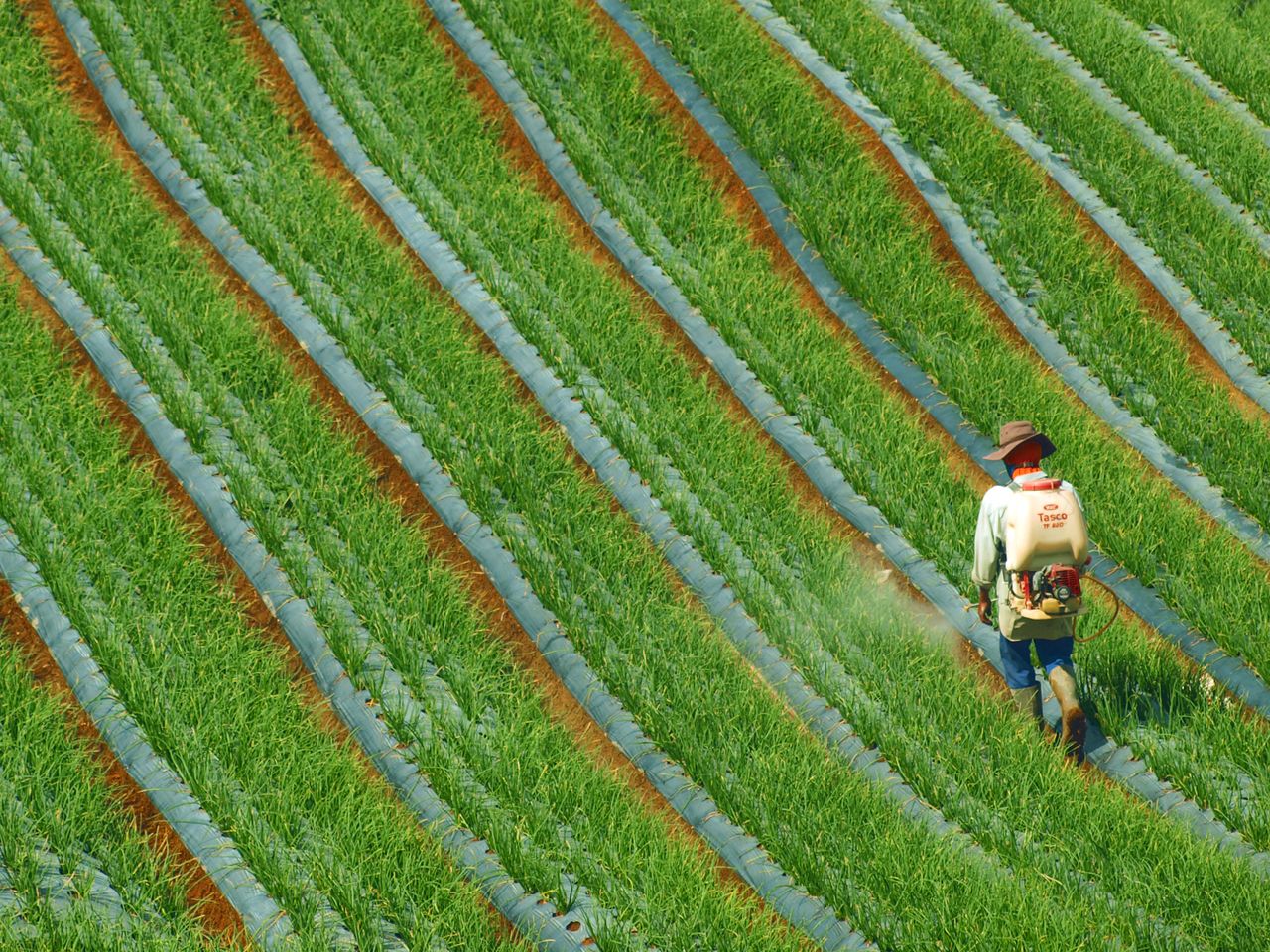 Glyphosate, Cancer Risk, and What Patients Can Actually Do
