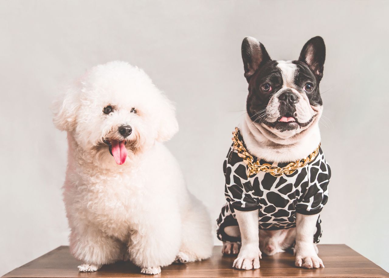 7 Ways Pets Benefit Human Health