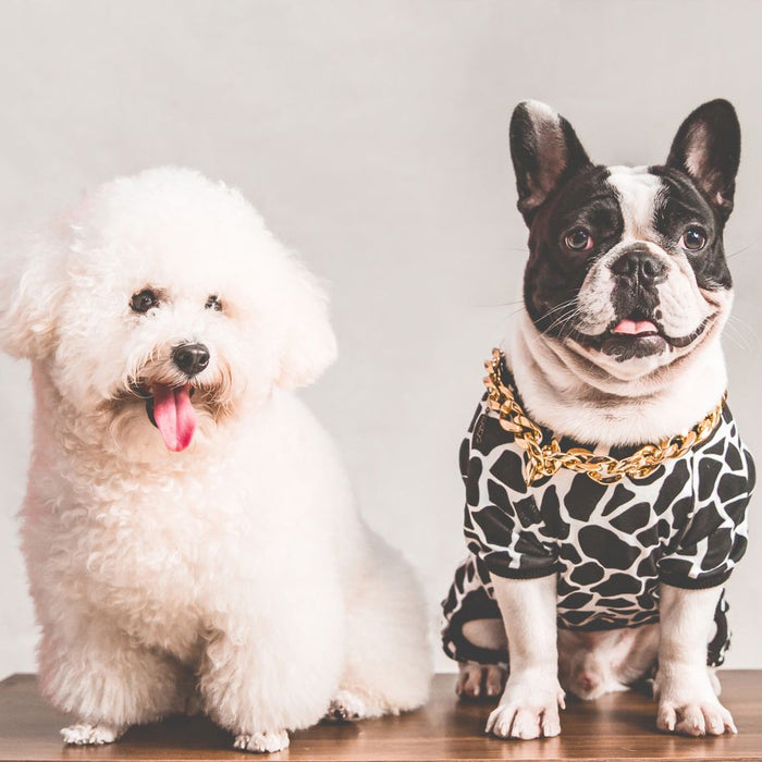 7 Ways Pets Benefit Human Health