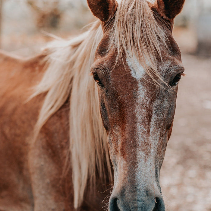 A Smelly Horse and Your Bone Health