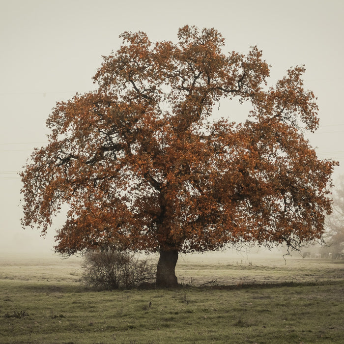 Taking Oak Trees For Energy?
