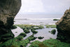 How This Sea Algae Can Help Boost Health