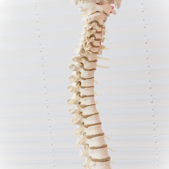Is This How Osteoporosis Will be Treated in the Future?