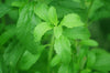 Stevia: Natural Sweetener or Too Good To Be True?