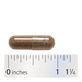 Nature's Way Gotu Kola Herb 475 mg - 100 Vegetarian Capsules - Health As It Ought to Be