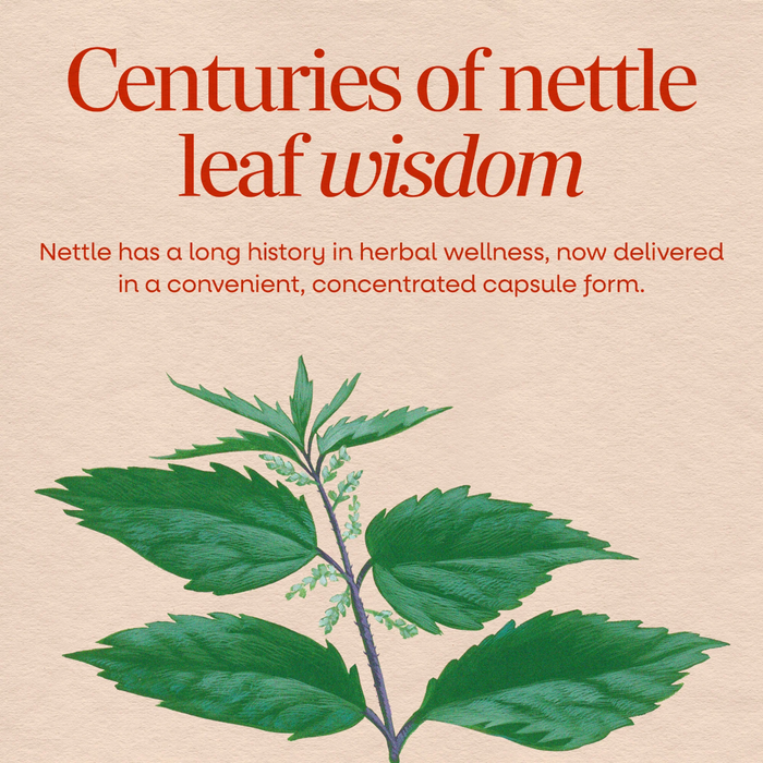 Nature's Way Nettle 435 mg - 100 Capsules