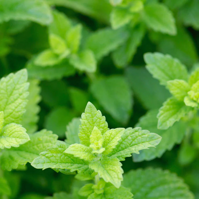 Herb Pharm Lemon Balm - 4 oz.